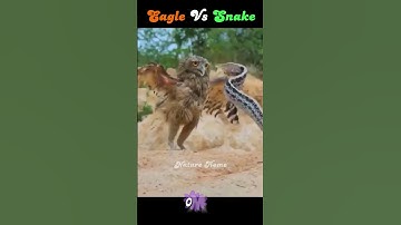 Eagle Vs Snake  🦅🐍|| Nature Home 🏡 #youtubeshorts #shortsvideo #attack