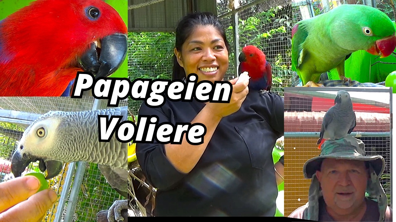 Die Papageien Voliere aus Thailand. Der Neubau wird noch erweitert😮 Die Vögel brauchen mehr Platz.