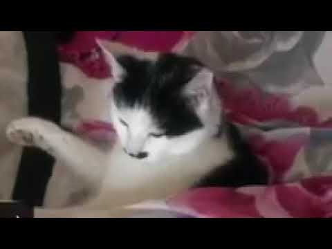 Sheeko Cajiib Ah Waa Bisad Dhimatay