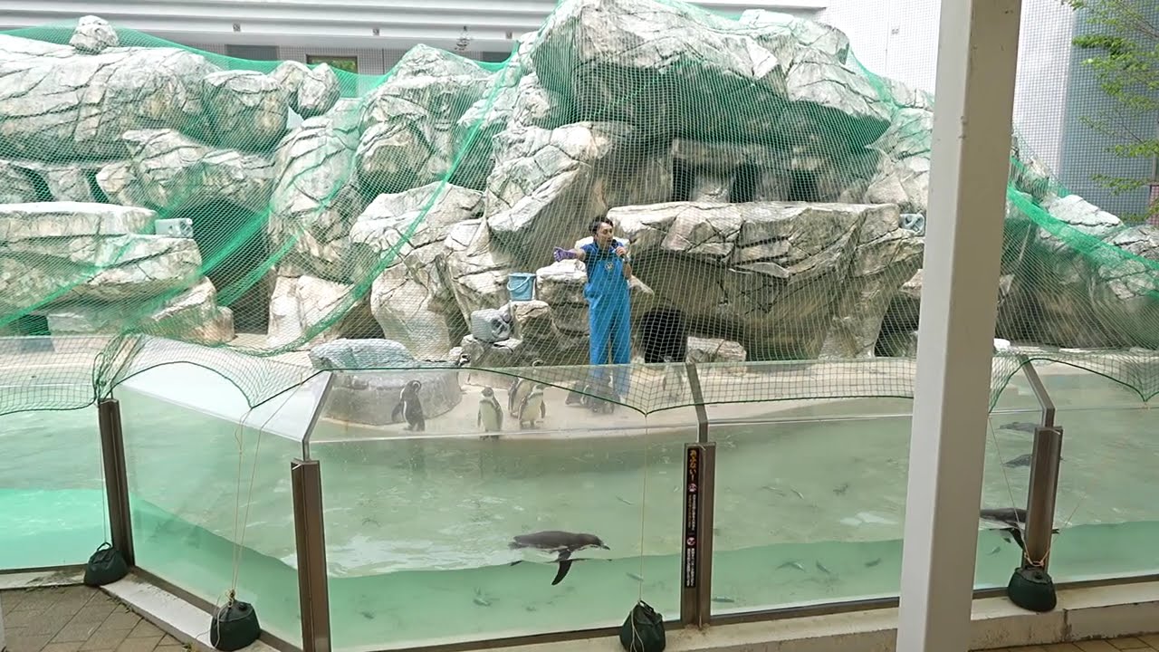 20260430 新潟市水族館 マリンピア日本海 ペンギン解説 - YouTube