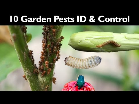 Video: 6 Most Dangerous Garden Pests Description, Control Measures. Photo - Page 2 Of 6