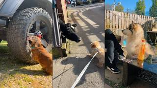 Dogs doing funny things 😂 2026 🐶 Part 4