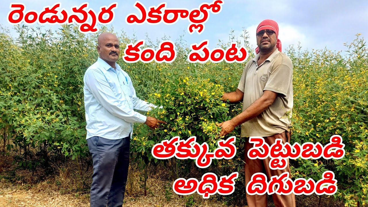 రెండున్నర ఎకరాల్లో కంది పంట సాగు. తక్కువ పెట్టుబడి అధిక దిగుబడి