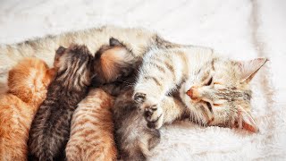 Caring for Expectant Cats: A Comprehensive Guide to Supporting Pregnant Felines