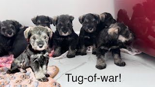 Mini Schnauzer puppies play tugofwar with their blanket  sound on!