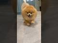 カメラに向かって猛ダッシュポメラニアン💨💨💨