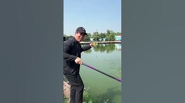 Câu cá bị cá kéo xuống hồ  #chungnguyenfishing #shorts