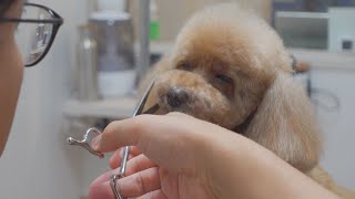 お年を取ってきて眠くなってきました【プードルカット】Dog Salon PAPAのカット動画　2022年8