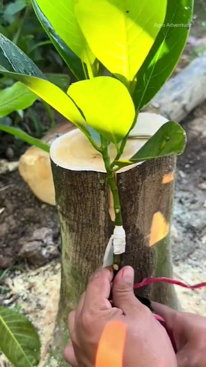 Jackfruit Grafting Technique | Jackfruit Grafted Plant #shorts