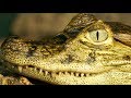 Croc Man The Series - Zoo Open Days | Crocodile Zoo Documentary Series | Natural History Channel