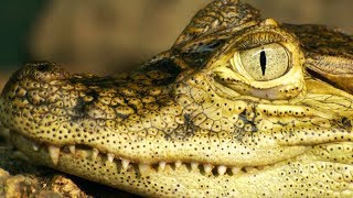Celebrity Croc Man The Series - Zoo Open Days | Crocodile Zoo Documentary Series | Natural History Channel Wealth