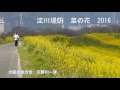 淀川堤防 菜の花 2016