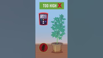 Cannabis Humidity