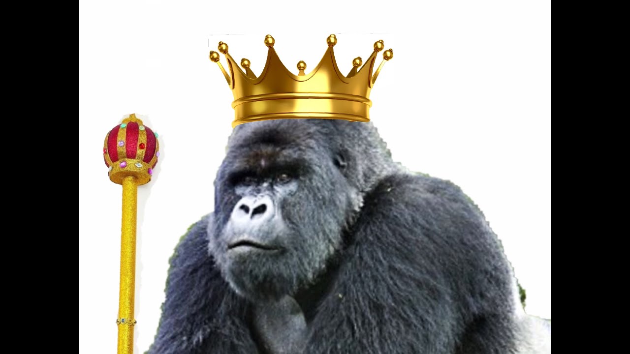 A Gorilla King, the True Story of Titus the King of Gorillas - YouTube