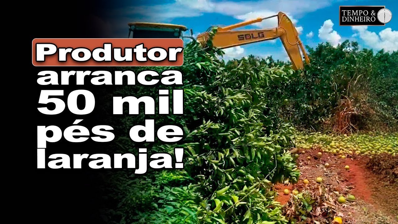 Laranja sem preço: produtor de Goiás arranca 50 mil pés com frutas maduras
