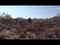 Vaqueros Ride In | True West