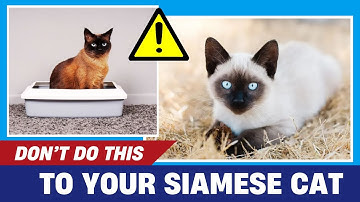 9 Things You Must Never Do to Your Siamese Cat