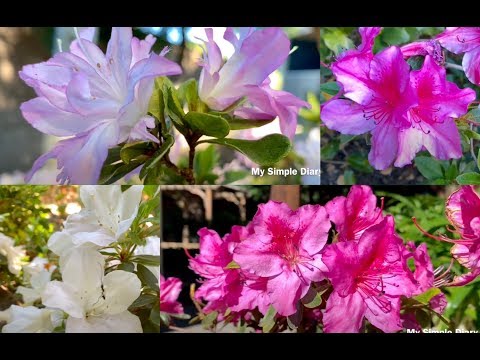 וִידֵאוֹ: אזליה הודית (32 תמונות): כיצד לטפל באזליה אינדיקה? תיאור הפרח, שיטות הרבייה שלו
