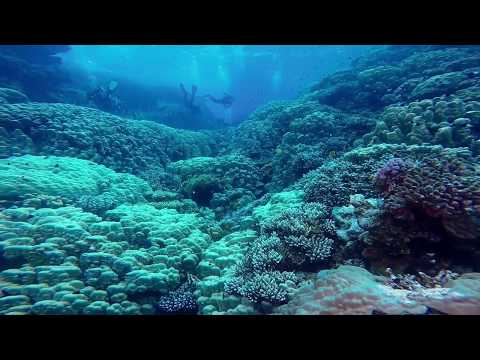 Egypt Diving: Stairway to Heaven (Shaab Hamam)