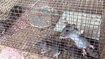 bay chuot thong minh (Chi mot lan bay), smart mouse trap   all in once 1)