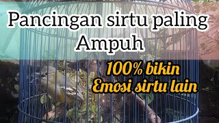 100% AMPUH dijamin suara Sirtu gacor ini cepat pancing bunyi sirtu malas bunyi