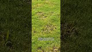 Crabgrass?, use Quinclorac!! @BYDonBermudaGrassCentral