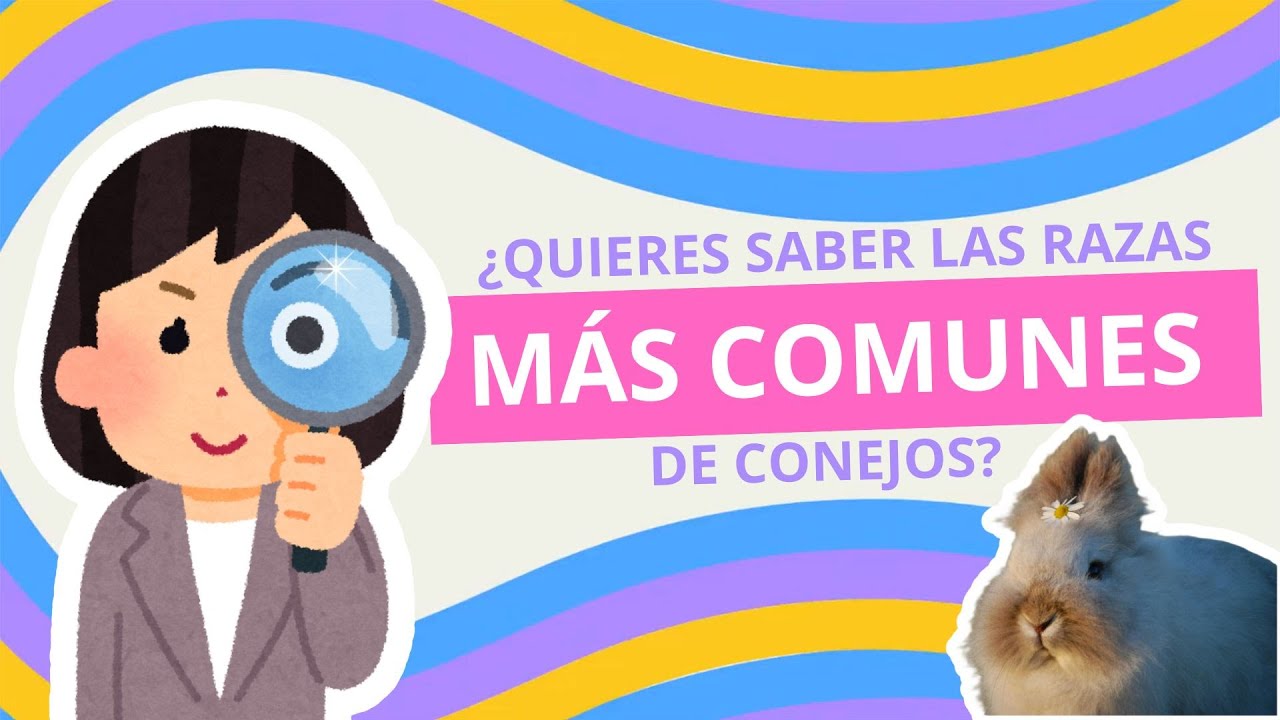 Razas Populares De Conejos Como Mascotas