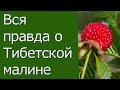 Вся правда о Тибетской малине.