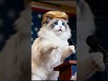 Make Catnip Great Again - A Ragdoll's Campaign
