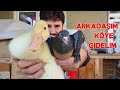 Yavru Ördek ve Miro Güvercinleri Köye Götürdüm