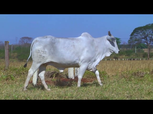 LOTE 48   3252 3258 mp4