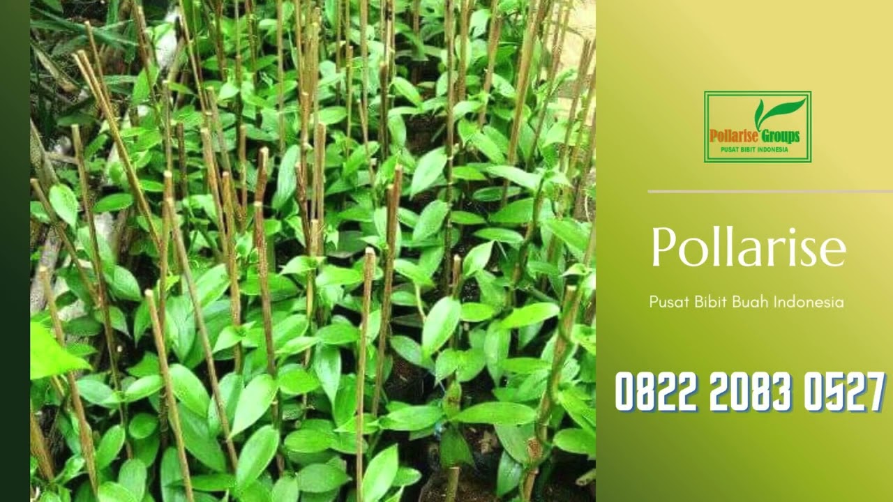 0822.2083.0527 (Tsel) Pollarise  Sentral  Harga Bibit Tanaman Vanili