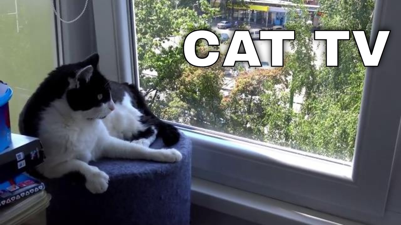 Cat TV YouTube
