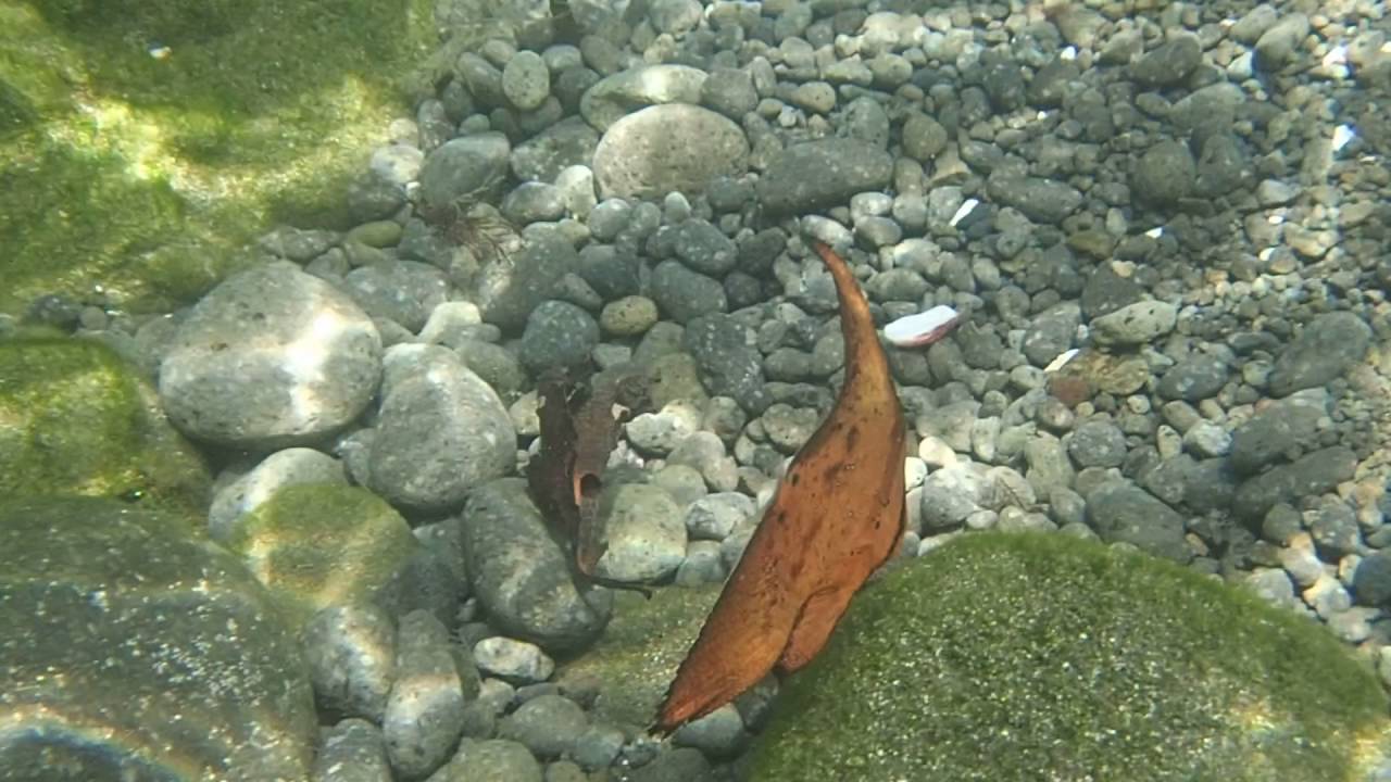 西伊豆つば沢海岸ナンヨウツバメウオの幼魚20160904 Youtube