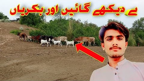 Ghay or bakerian Village Vlog🐄🐐 /Cows and Goats🥰🐄