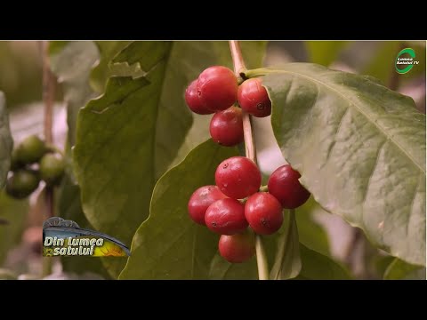 Video: Cum Crește Arborele De Cafea