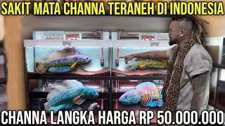 Download Lagu SAKIT MATA CHANNA TERANEH DI INDONESIA CHANNA LANGKA HARGA 50,000,000 #AudreyA #KINGOFTHEJUNGLE MP3 Download Lagu SAKIT MATA CHANNA TERANEH DI INDONESIA CHANNA LANGKA HARGA 50,000,000 #AudreyA #KINGOFTHEJUNGLE MP3