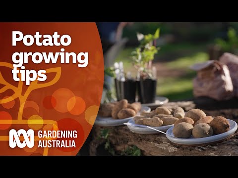 Video: Witte aardappelrassen: tips voor het kweken van witte aardappelen in de tuin