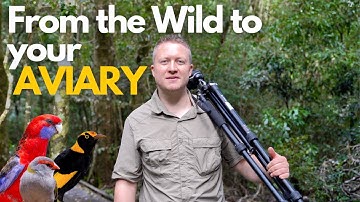 From the Wild to your Aviary - How Wild Birds inspire Better Bird Care - YOUR PARROT Bird Food