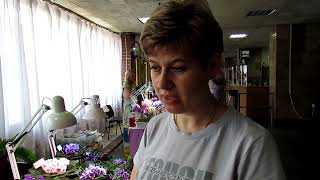 сенполии выращивание и уход летом