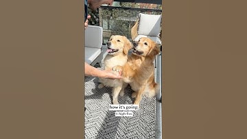 Getting a second dog was the best decision 🥺