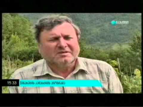 ვენახების კადასტრი. 09 07 2014   მაესტრო   ახალი ამბები 15 00