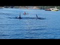 Orcas and kayaker