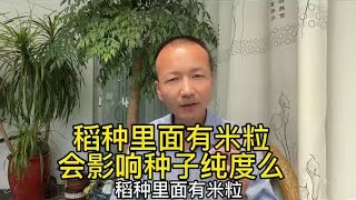 水稻种里面有米粒，出苗会不结籽么