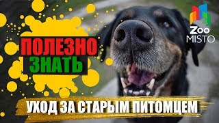 Полезно знать с ZooMISTO | Уход за старым питомцем Полезно знать с ZooMISTO | Уход за старым питомцем