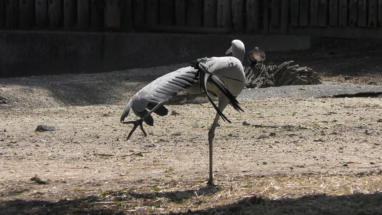 ハゴロモヅル 東武動物公園 18年3月31日 Zfc Jp ハゴロモヅル 東武動物公園 18年3月31日 Zfc Jp