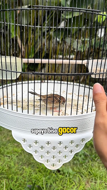 Caring for gacor sparrows can be quick