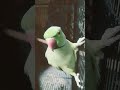 Youtuber parrots 😂😂😂