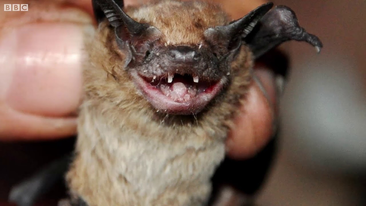 'Biblioteca' de sons de morcegos ajudará na preservação destes animais no Brasil