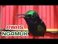 Baru Semenit Konin Anda Langsung Gacor Tarung Dengan Kolibri Ninja Ini Mp3 - Mp4 Download